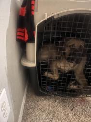 Lost Male Dog last seen Camp Bowie, Fort Worth, TX 76116