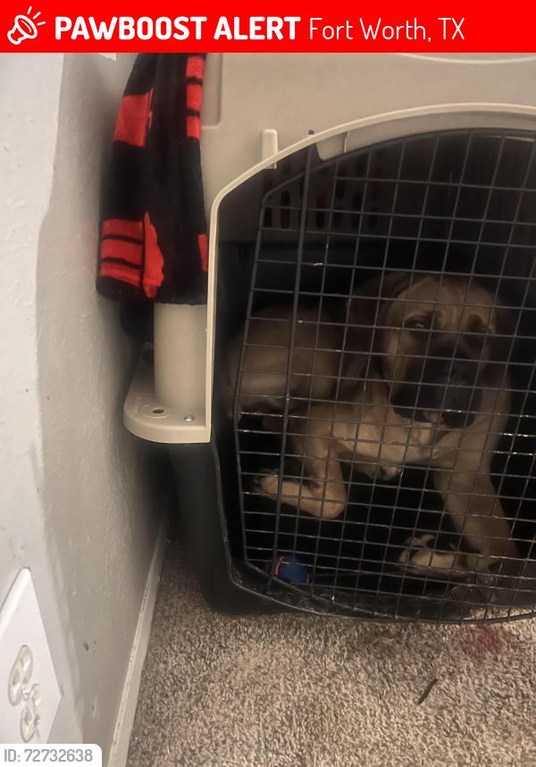 Lost Male Dog last seen Camp Bowie, Fort Worth, TX 76116