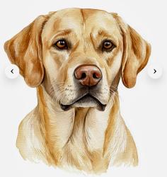 Lost Female Dog last seen Milam rd east and canyon Rd. Sanger tx 76266, Denton County, TX 76207