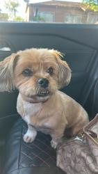 Found/Stray Female Dog last seen Paxton st , Los Angeles, CA 91340