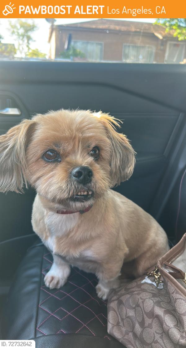 Found/Stray Female Dog last seen Paxton st , Los Angeles, CA 91340