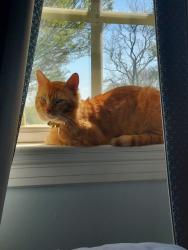Lost Male Cat last seen Founders Inn and Spa, Virginia Beach, VA 23464