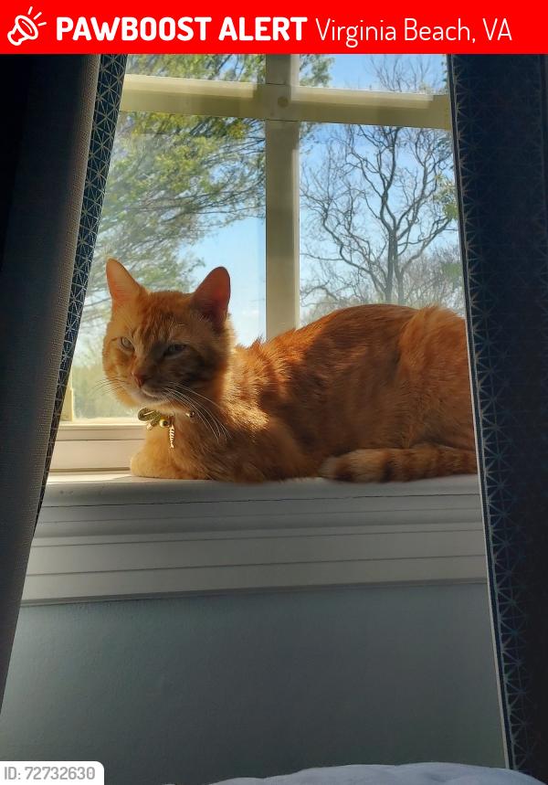 Lost Male Cat last seen Founders Inn and Spa, Virginia Beach, VA 23464