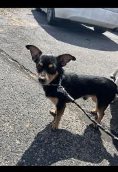 Lost Male Dog last seen 50th & broadway , Wichita, KS 67217