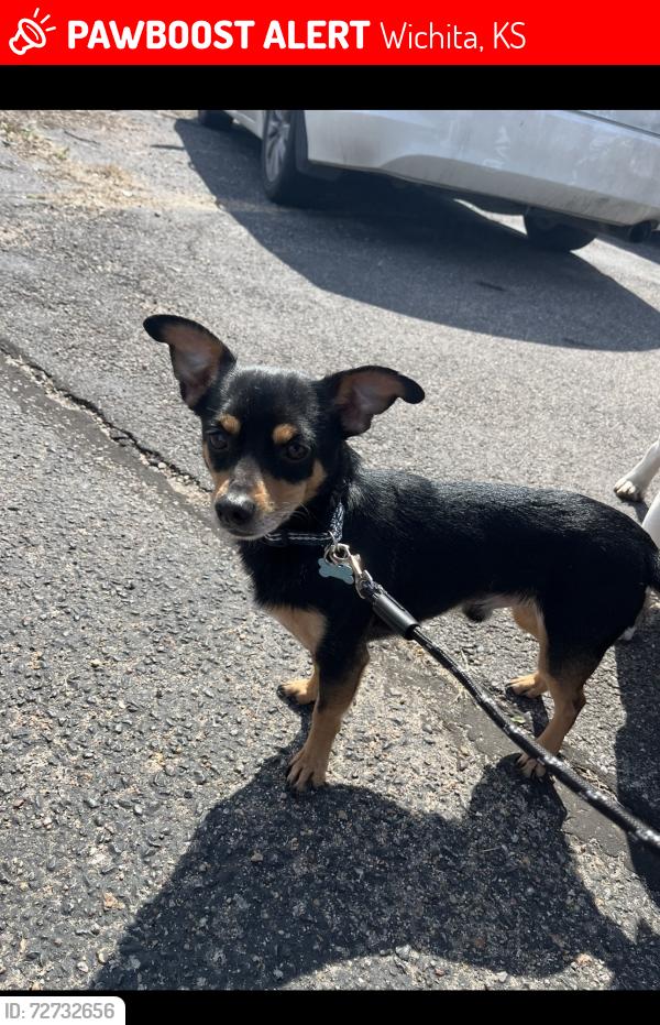 Lost Male Dog last seen 50th & broadway , Wichita, KS 67217