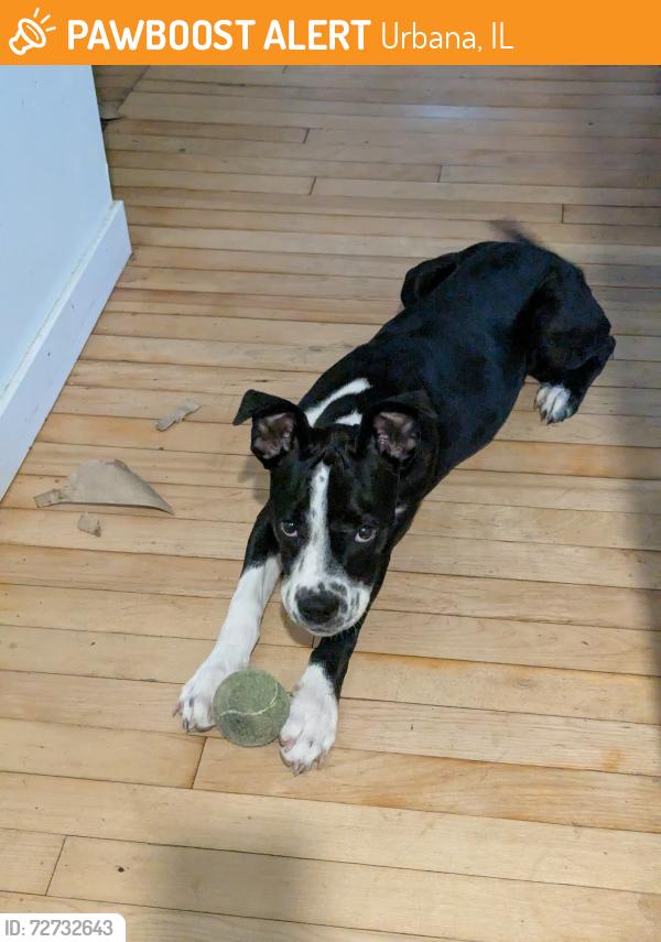 Found/Stray Female Dog last seen Webber between California and Illinois, Urbana, Urbana, IL 61801