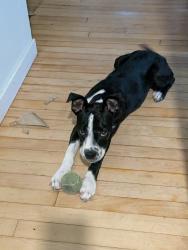 Found/Stray Female Dog last seen Webber between California and Illinois, Urbana, Urbana, IL 61801