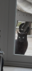 Found/Stray Unknown Cat last seen Wes jones bridge road, Peachtree Corners, GA 30092