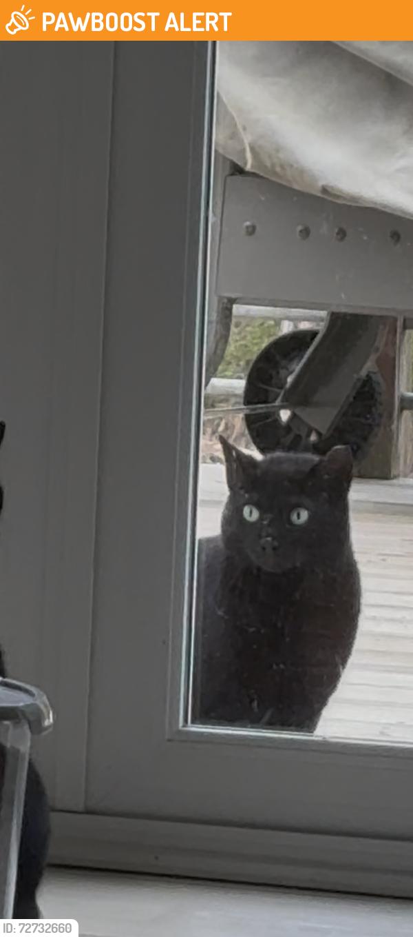 Found/Stray Unknown Cat last seen Wes jones bridge road, Peachtree Corners, GA 30092