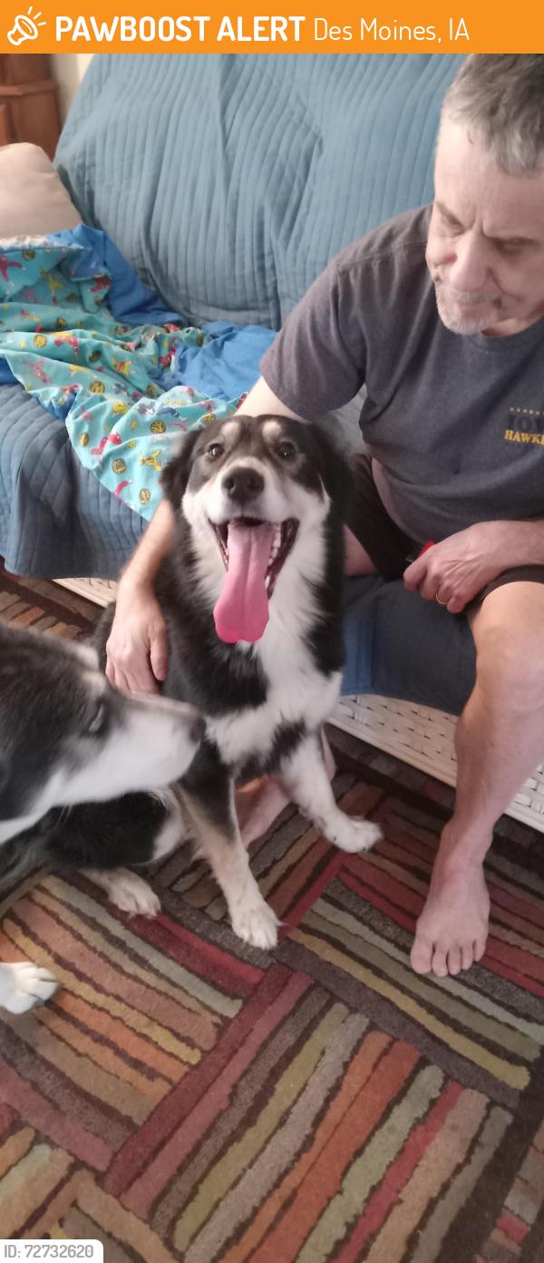 Found/Stray Male Dog last seen E.42nd and Easton , Des Moines, IA 50317