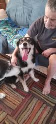 Found/Stray Male Dog last seen E.42nd and Easton , Des Moines, IA 50317