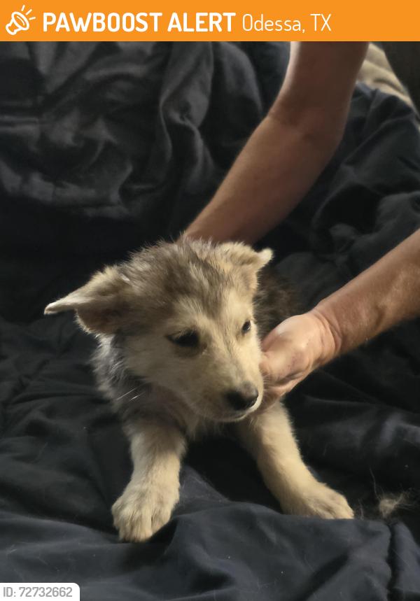 Found/Stray Female Dog last seen Edna and Knox, Odessa, TX 79763