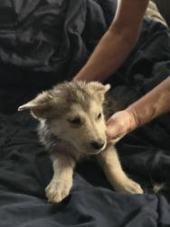 Found/Stray Female Dog last seen Edna and Knox, Odessa, TX 79763
