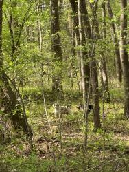 Found/Stray Unknown Dog last seen Burnette rd, oxford NC, Granville County, NC 27565