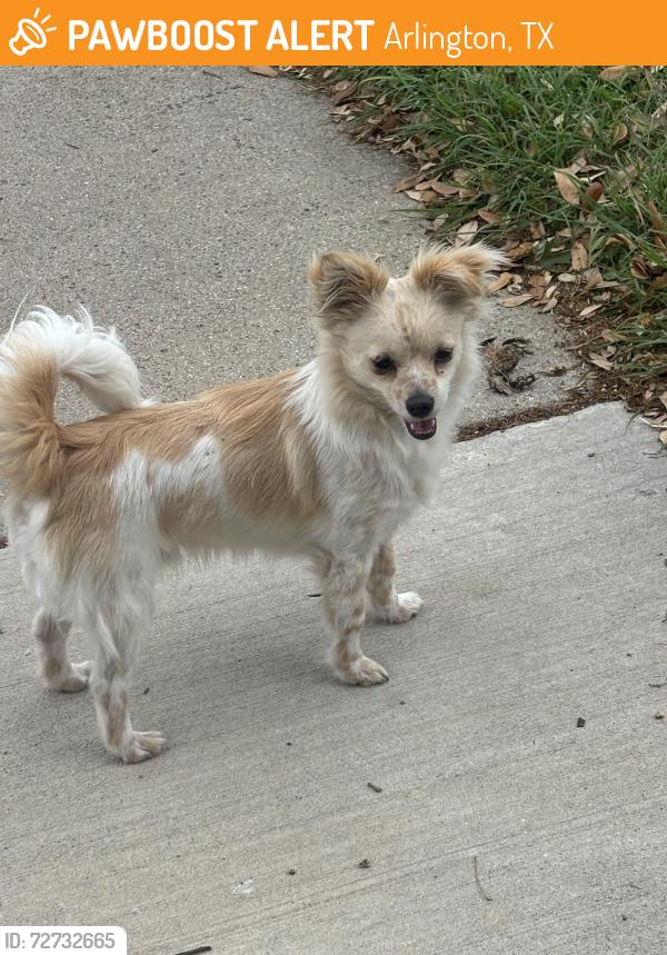 Found/Stray Unknown Dog last seen Near Rebecca ln, Arlington, TX 76014