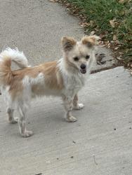 Found/Stray Unknown Dog last seen Near Rebecca ln, Arlington, TX 76014