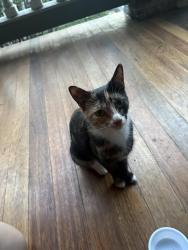 Lost Female Cat last seen 51st and Malcolm x park, Philadelphia, PA 19143