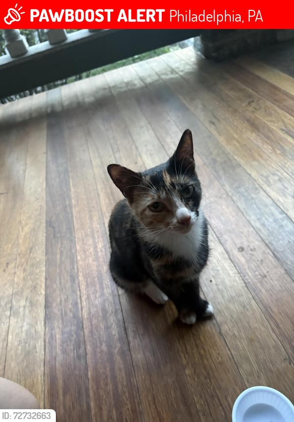 Lost Female Cat last seen 51st and Malcolm x park, Philadelphia, PA 19143