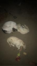 Lost Female Dog last seen Loop 336 and robinwood , Conroe, TX 77303
