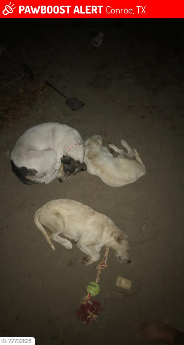 Lost Female Dog last seen Loop 336 and robinwood , Conroe, TX 77303