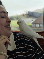 Lost Male Bird last seen Near university of east London , Greater London, England E16 2XJ