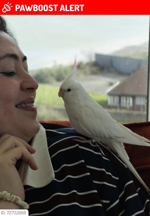 Lost Male Bird last seen Near university of east London , Greater London, England E16 2XJ