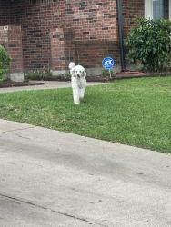 Found/Stray Unknown Dog last seen Near Rebecca ln, Arlington, TX 76014