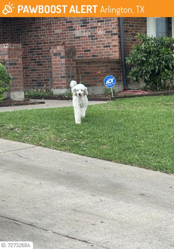 Found/Stray Unknown Dog last seen Near Rebecca ln, Arlington, TX 76014