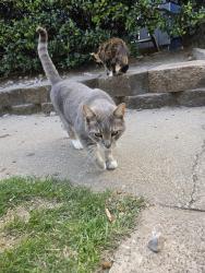 Found/Stray Male Cat last seen Belt Line and Galaxie , Garland, TX 75044