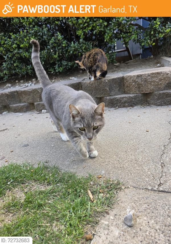 Found/Stray Male Cat last seen Belt Line and Galaxie , Garland, TX 75044