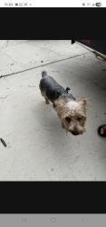 Found/Stray Male Dog last seen Near Lake Superior , San Antonio, TX 78207