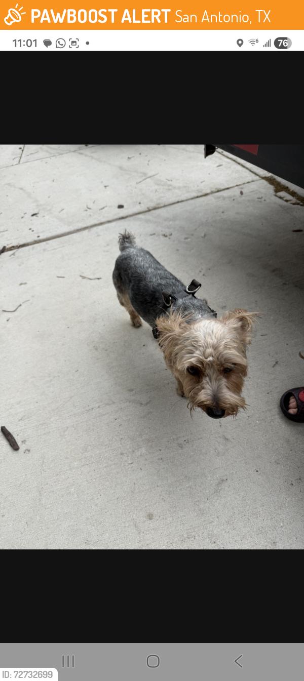 Found/Stray Male Dog last seen Near Lake Superior , San Antonio, TX 78207