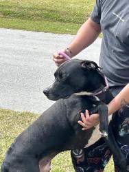 Found/Stray Male Dog last seen Near birdies, Onslow County, NC 28454