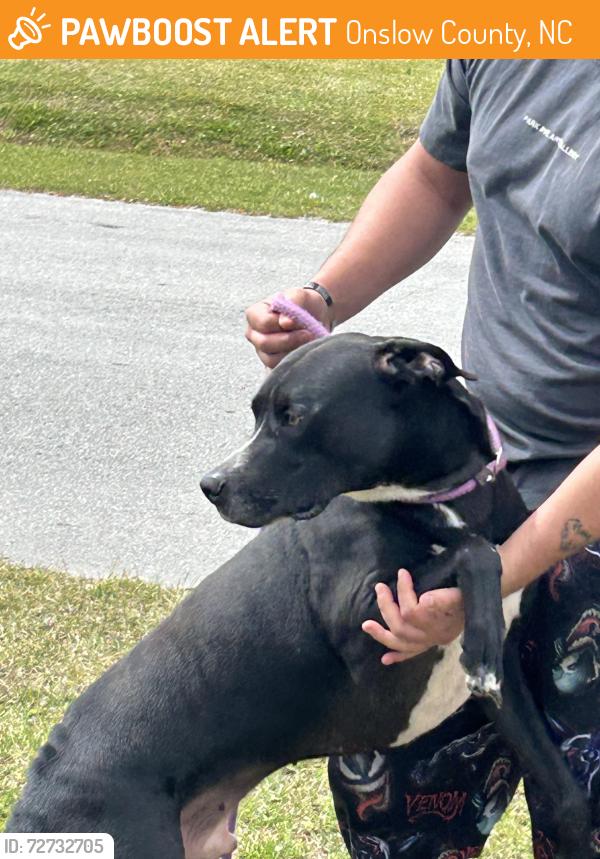 Found/Stray Male Dog last seen Near birdies, Onslow County, NC 28454