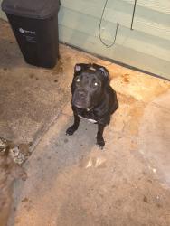 Found/Stray Female Dog last seen Arlington heights , edgebrook and hwy 3, Houston, TX 77034