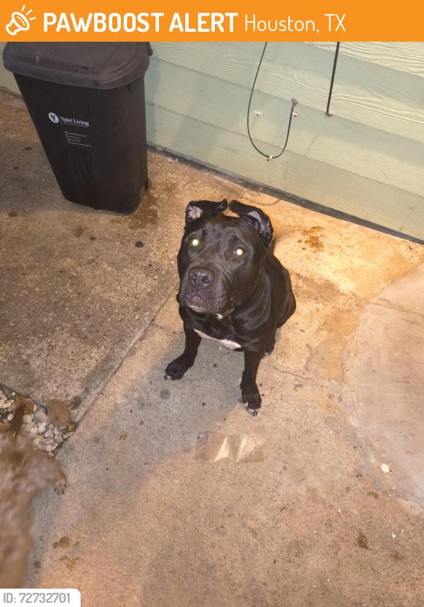 Found/Stray Female Dog last seen Arlington heights , edgebrook and hwy 3, Houston, TX 77034