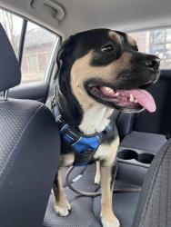 Found/Stray Female Dog last seen 73rd & South Shore Drive, Chicago, IL 60649