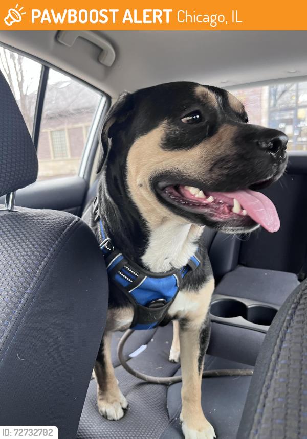 Found/Stray Female Dog last seen 73rd & South Shore Drive, Chicago, IL 60649