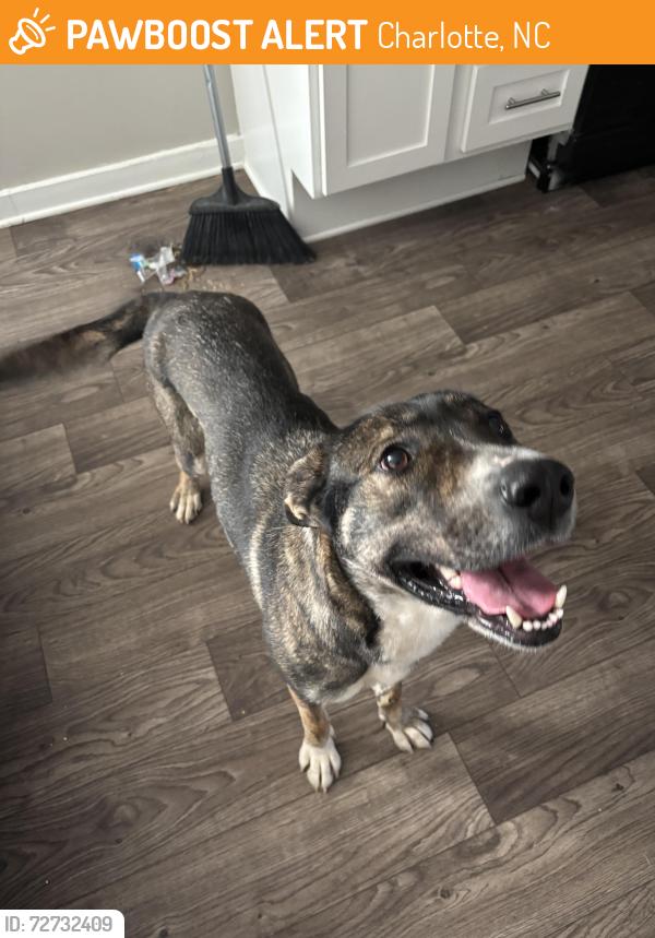 Found/Stray Female Dog last seen West Sugar Creek, Charlotte, NC 28269