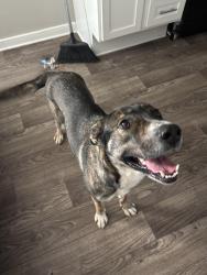Found/Stray Female Dog last seen West Sugar Creek, Charlotte, NC 28269