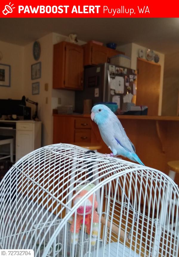 Lost Male Bird last seen 127th avenue East Puyallup, Puyallup, WA 98374