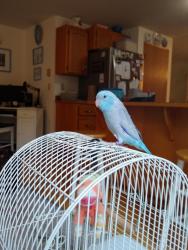Lost Male Bird last seen 127th avenue East Puyallup, Puyallup, WA 98374