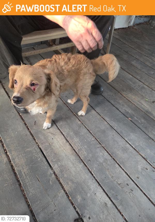 Found/Stray Male Dog last seen Hampton and Beercreek, Red Oak, TX 75154