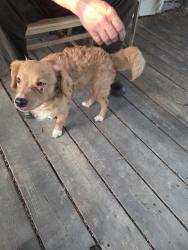 Found/Stray Male Dog last seen Hampton and Beercreek, Red Oak, TX 75154