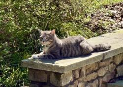 Found/Stray Male Cat last seen E. Sheraton & Lancelot Dr, Pleasant Garden, NC 27313