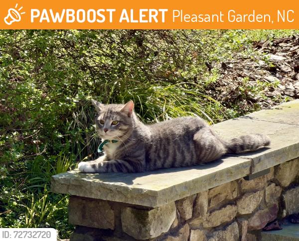 Found/Stray Male Cat last seen E. Sheraton & Lancelot Dr, Pleasant Garden, NC 27313