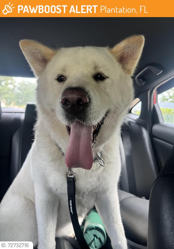 Found/Stray Female Dog last seen Jacaranda Lakes, Plantation, FL 33313