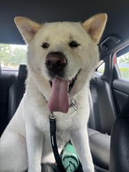 Found/Stray Female Dog last seen Jacaranda Lakes, Plantation, FL 33313