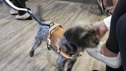 Found/Stray Male Dog last seen Unknown , Phoenix, AZ 85003