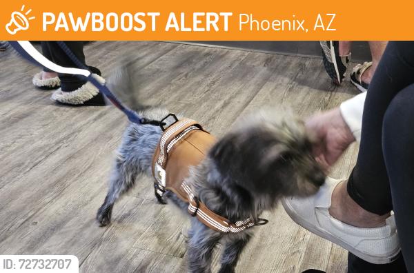 Found/Stray Male Dog last seen Unknown , Phoenix, AZ 85003